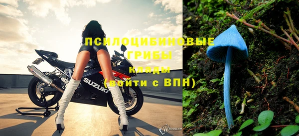 прущие грибы Балабаново
